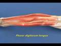 videos de Leg Model - Leg - Posterior Compartment - Deep Muscles