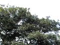 (#336 L&M-YAP) BSF (#336 L&M-YAP) BSF
