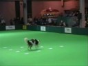 Crufts Obedience Dog- Indy, the Border Collie Crufts Obedience Dog- Indy, the Border Collie
