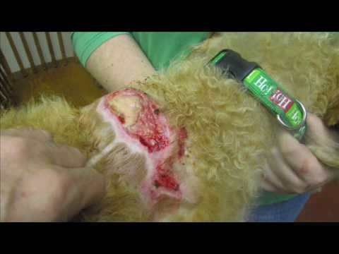 how to care a dog