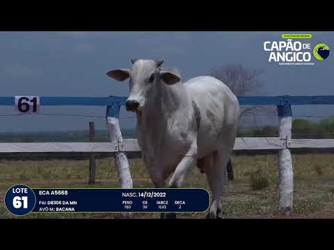 9 De Olho na Fazenda Capo do Angico