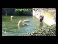 videos de Polar Bear Attacks Woman At Berlin Zoo exclusive full version