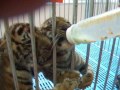feeding tigers in Sriracha Tiger Zoo, Thailand