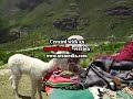 Baby lama kisser / Llamita besucona Baby lama kisser / Llamita besucona