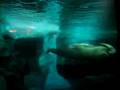 Walrus @ Sea World