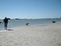 Mr. O'Malley at the Dog Beach at Fort Myers Beach