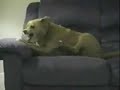 Der Hund Der Hund