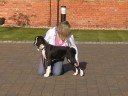 Boxer Puppy Training for Show Boxer Puppy Training for Show