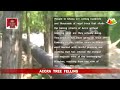 Massive felling of trees in capital city of Accra
