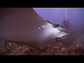 Immersioni Galapagos