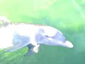 Dolphins Dolphins
