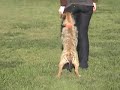 Border Terrier Heelwork