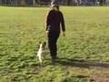 Border Terrier video