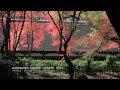 Amazing autumn leaves in Kyoto
