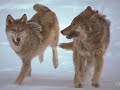les grands loups les grands loups