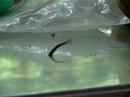 leech from taman negara, malaysia