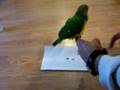 How to potty train your parrot