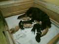 hovawart puppies / welpen kennel hali gali