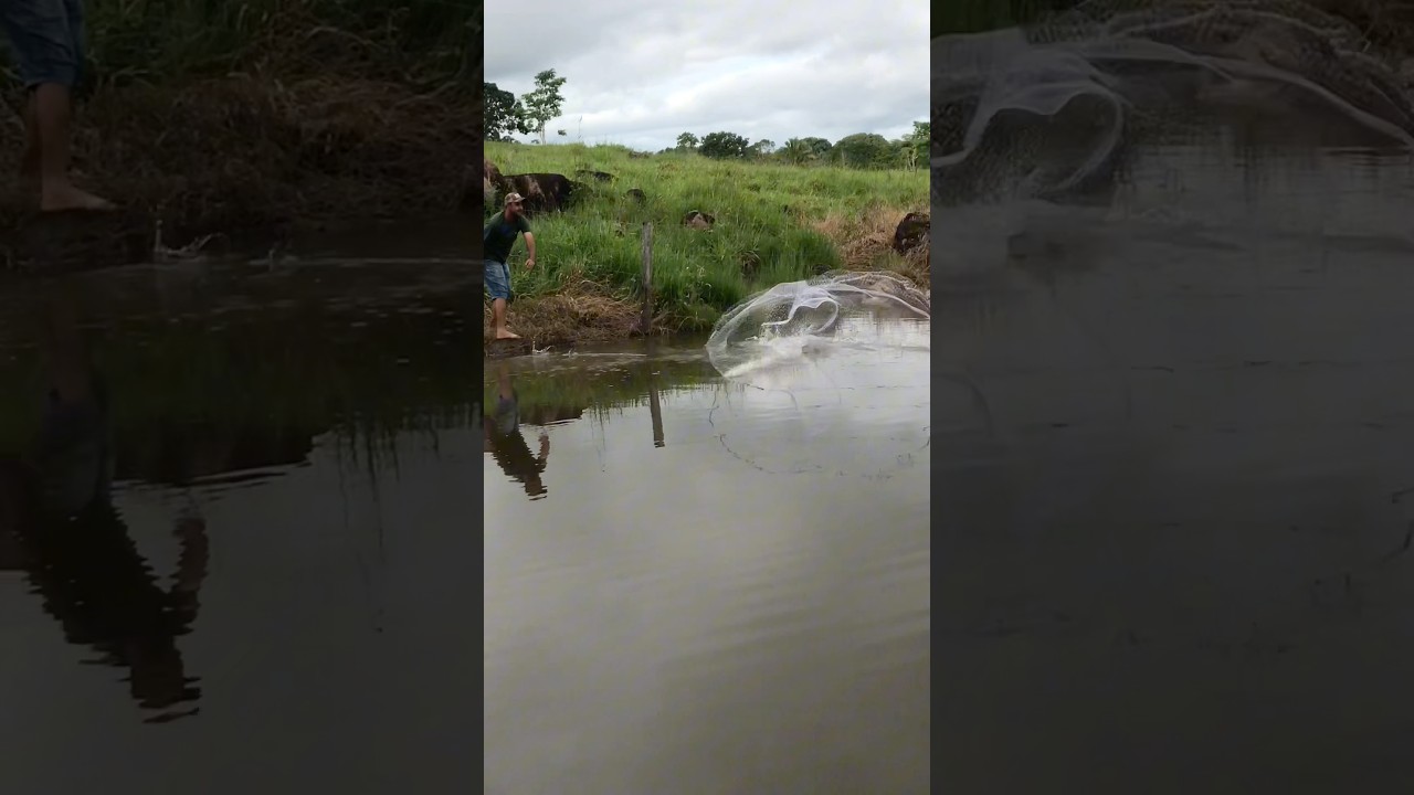 Pescaria de tilápia