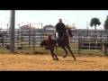 Sand Cay Farm, Kool Streak, AQHA Long Yearling gelding, RIDING SUPER