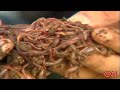 CNN : Eco Solutions : Earthworms eat toxic waste