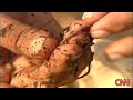 CNN : Eco Solutions : Earthworms eat toxic waste