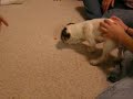 Milo Meets the Family - New Jack Pup
