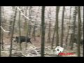 Lov a jeho krása - video