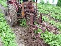 Cub Cultivating spuds!