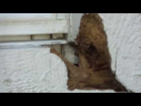 how to repair rotted window sill