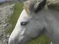 Irland´08 Catis Tip für Irlandreisende