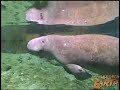 Manatees and Power Plants Manatees and Power Plants