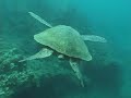 MAUI SNORKEL TOUR