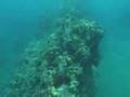 MAUI SNORKEL TOUR