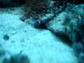 Eviota-Pellucida-cle