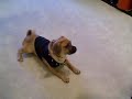Puggle Preston\