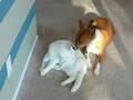 Basenji