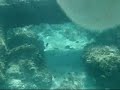 Video de Mergulho na Ilha Saona - Punta Cana - RD