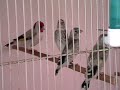 Darrrrek - Breeding carduelis major39