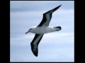 Albatross - studio version