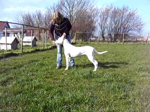 perro de pelea cordobes