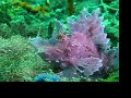 Rhinopias Scorpionfish