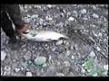 Salmon Fishing Kitimat BC 2005
