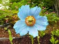 ?????????Himalayan blue poppy