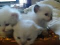 cute kittens