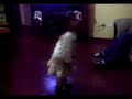 thais bailando