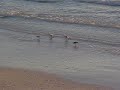 Sandpipers