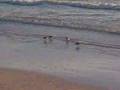 Sandpipers