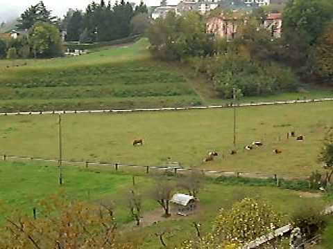 Immagine anteprima YouTube