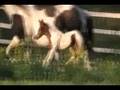 Half Arabian Pinto Filly For Sale, Tobiano Chestnut